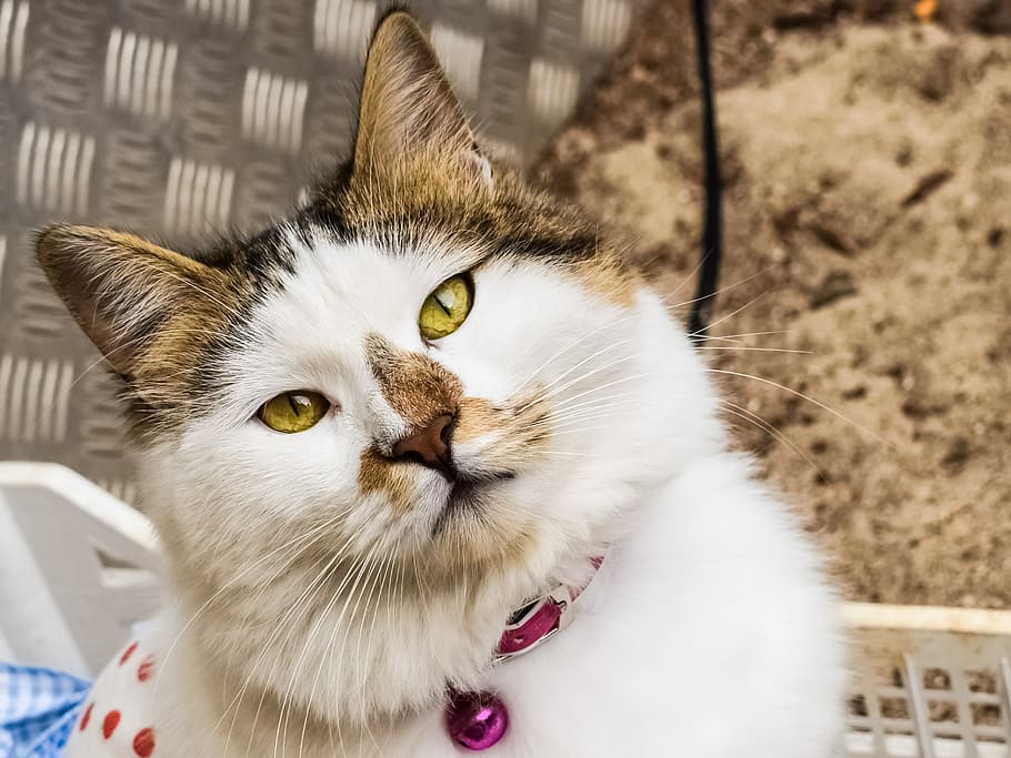 cat, looking, eyes, face, animal, pet, feline, kitty, domestic HD wallpaper