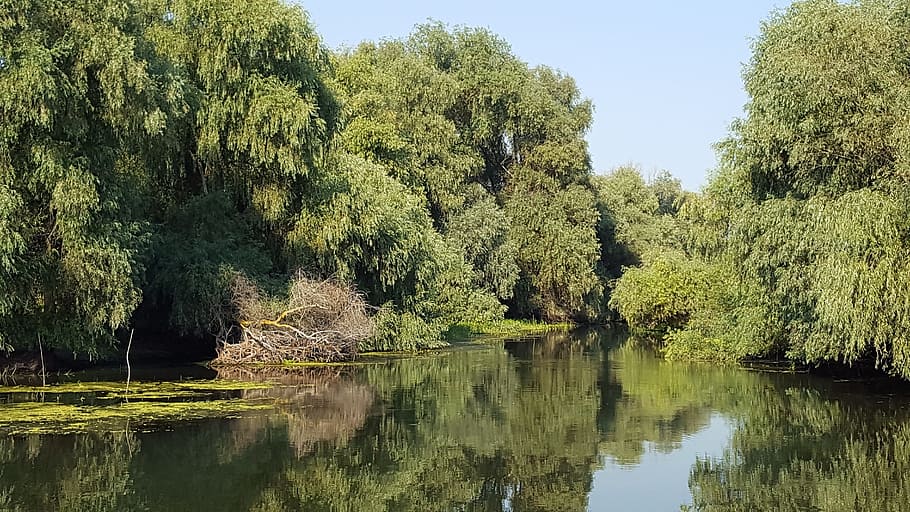 delta, romania, danube, nature, vegetation, natural, river, HD wallpaper
