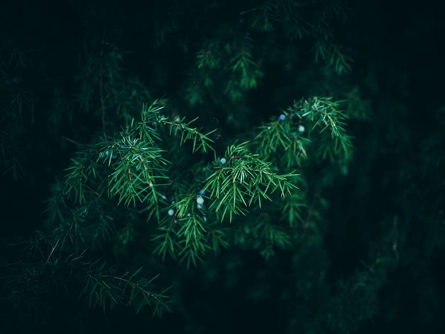 green, bush, plants, trees, nature, outdoors, green color, growth HD wallpaper