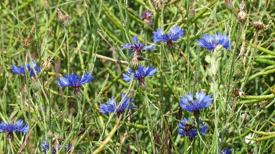 cornflower, summer, flowering plant, purple, vulnerability HD wallpaper