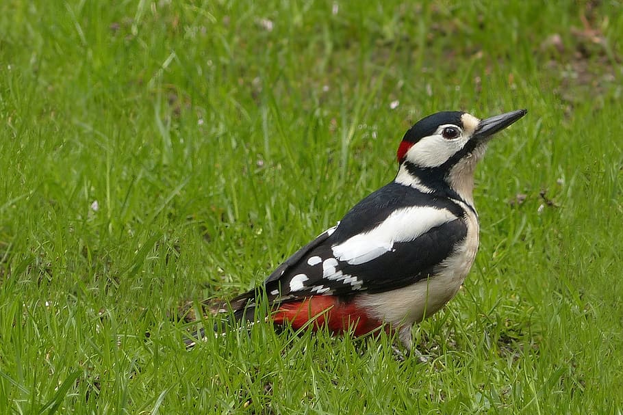 white and black bird on green grass, Great Spotted Woodpecker, HD wallpaper