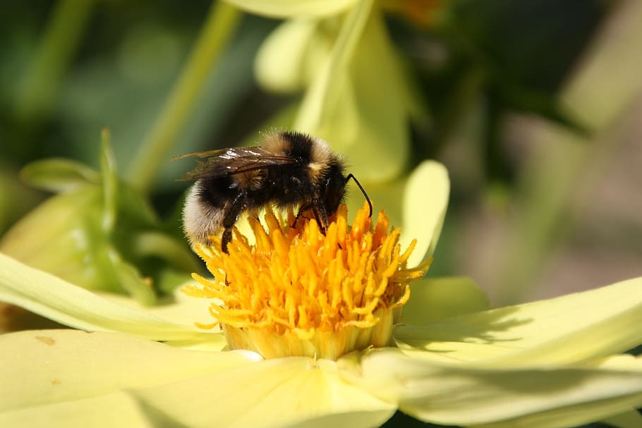 hummel, bumblebee, bourdon, flower, flowering plant, fragility HD wallpaper