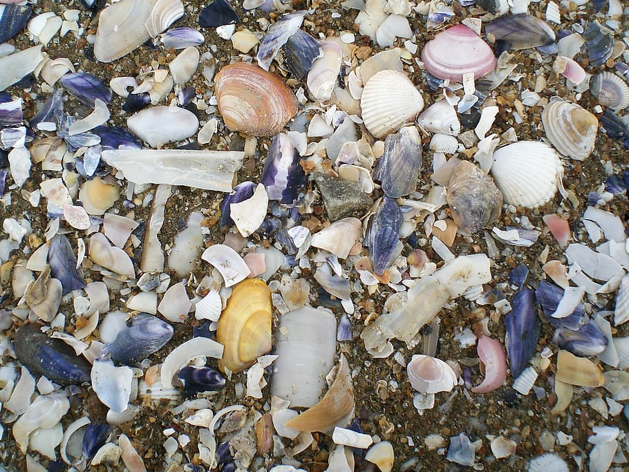 shell, beach, sand, animal shell, seashell, no people, full frame HD wallpaper