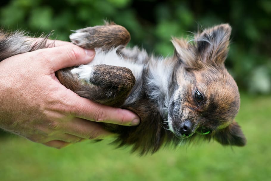 chihuahua, dog, trust, devotion, puppy, baby, face, hand, bear HD wallpaper