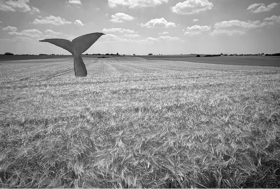 whale, wheat, cornfield, sky, land, plant, landscape, nature HD wallpaper