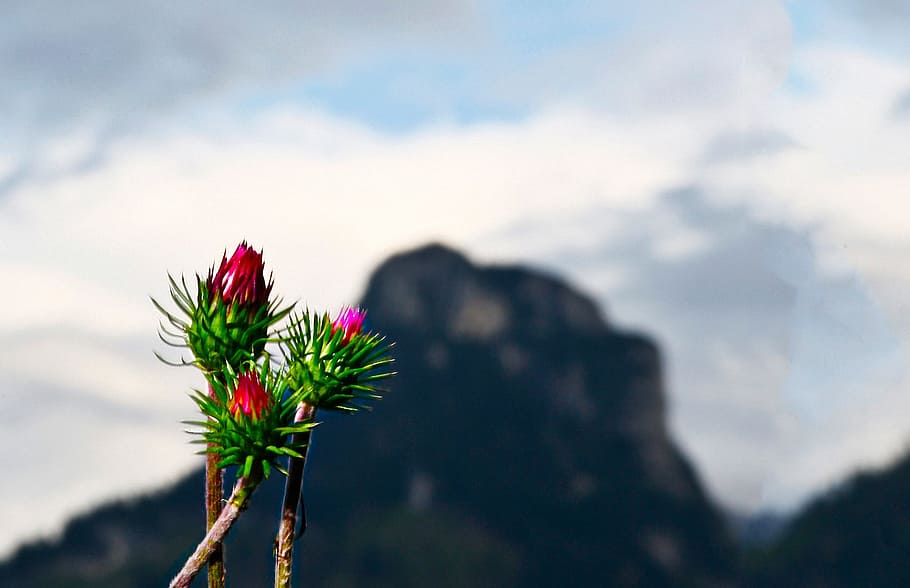 Thistle, Mountain, Plant, Flora, mountain thistle, flower, prickly HD wallpaper