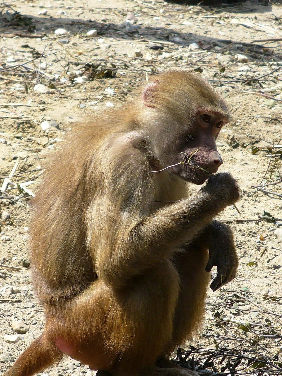 monkey, sitting, food, brown, side view, primate, wildlife HD wallpaper