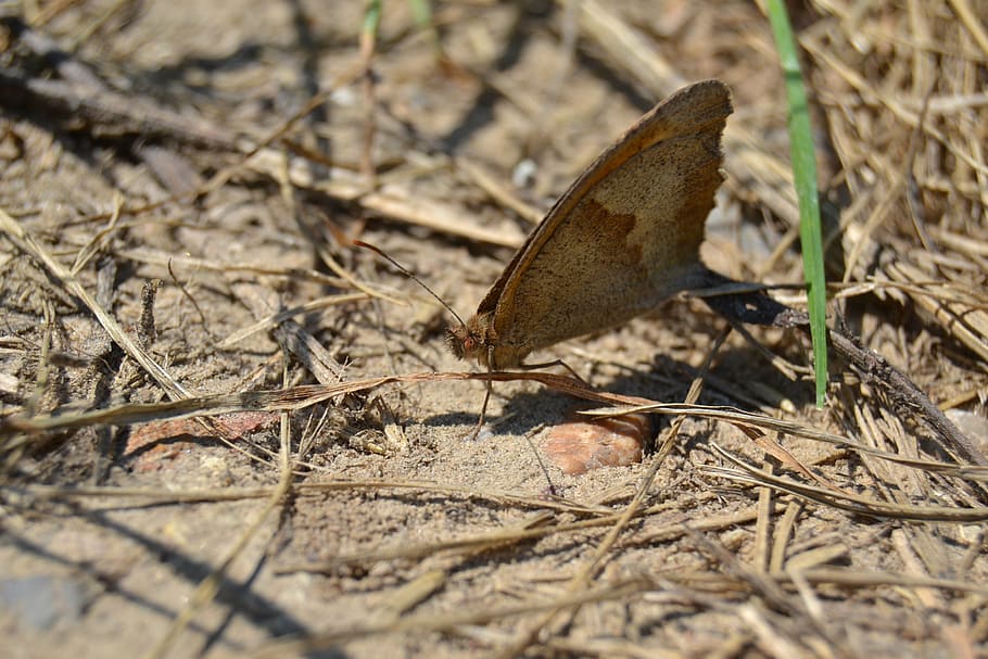 a moth, worm, butterfly, macro, animal themes, one animal, nature HD wallpaper
