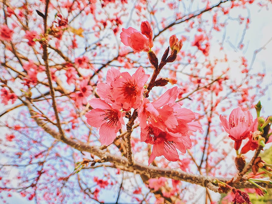 cherry blossoms, flower, spring, tree, nature, pink Color, branch HD wallpaper