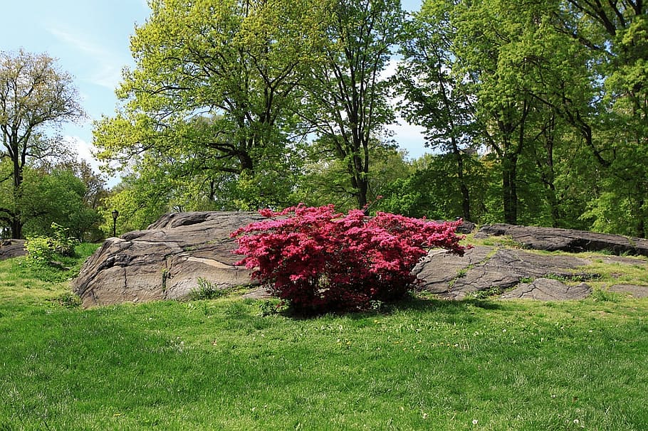 park, tree, grass, flower, new, york, spring, rock, plant, growth HD wallpaper