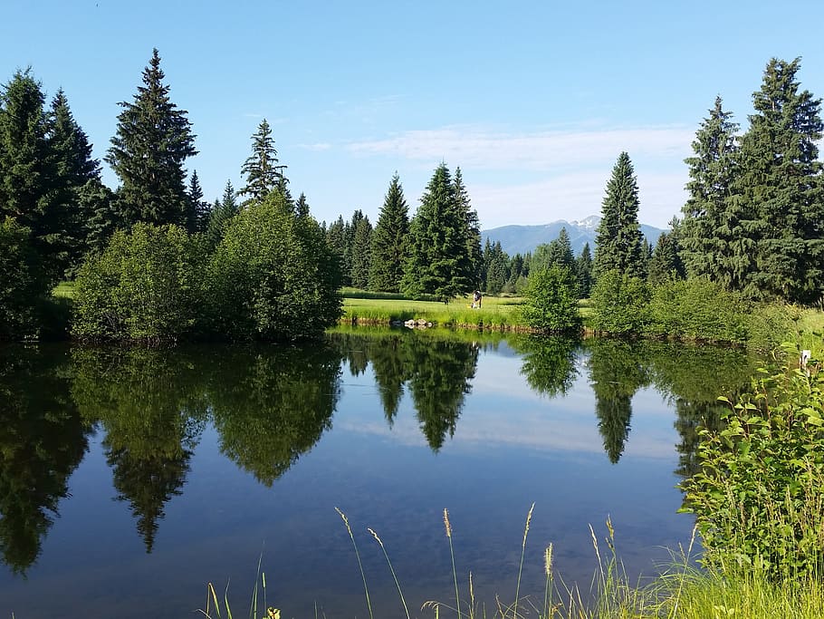 forrest, montana, wilderness, reflection, tree, plant, lake HD wallpaper