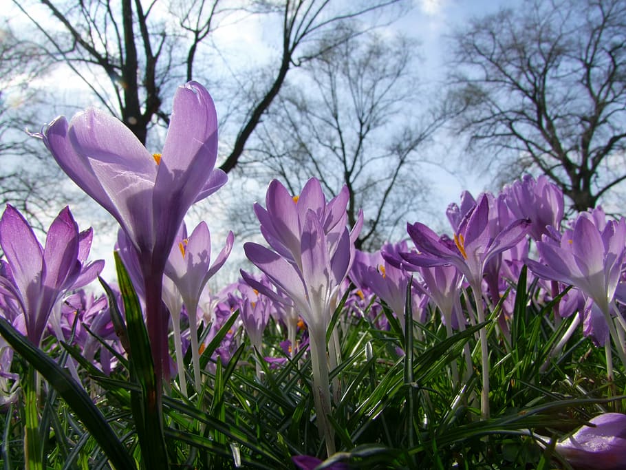 selective focus photography of purple crocus flower, flowers HD wallpaper