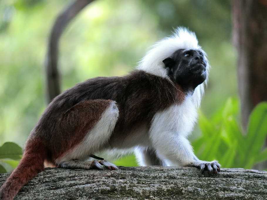 monkey, animals, zoo, mammal, primate, animal wildlife, one animal HD wallpaper