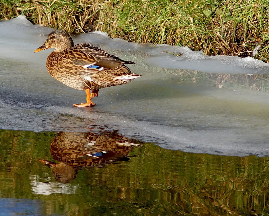 Duck, Water, Ice, Mirroring, Winter, bird, reflection, animal themes HD wallpaper