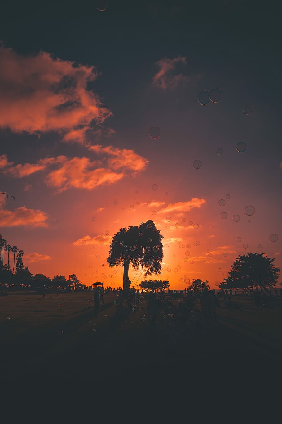 Bubbles At Sunset, floating bubbles during sunset, sky, tree HD wallpaper