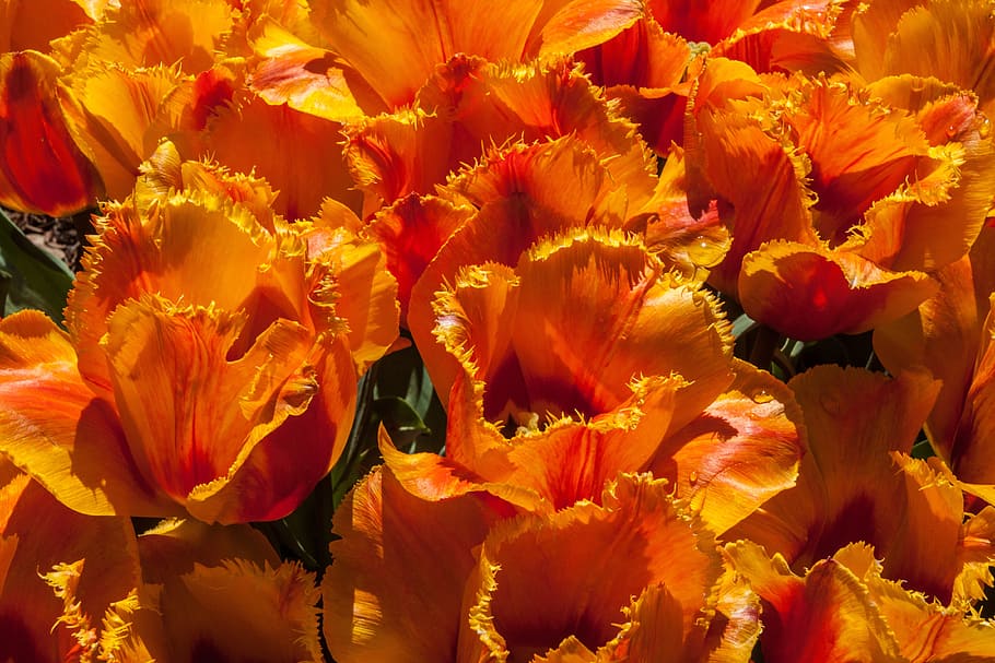 flower, nature, flora, leaf, color, tulip, flowering plant HD wallpaper