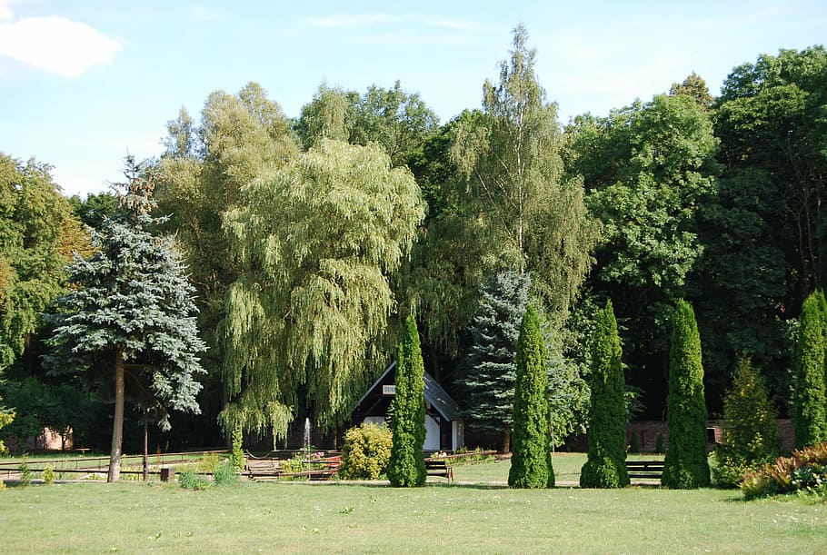 nature, green, plant, tree, growth, green color, sky, beauty in nature HD wallpaper