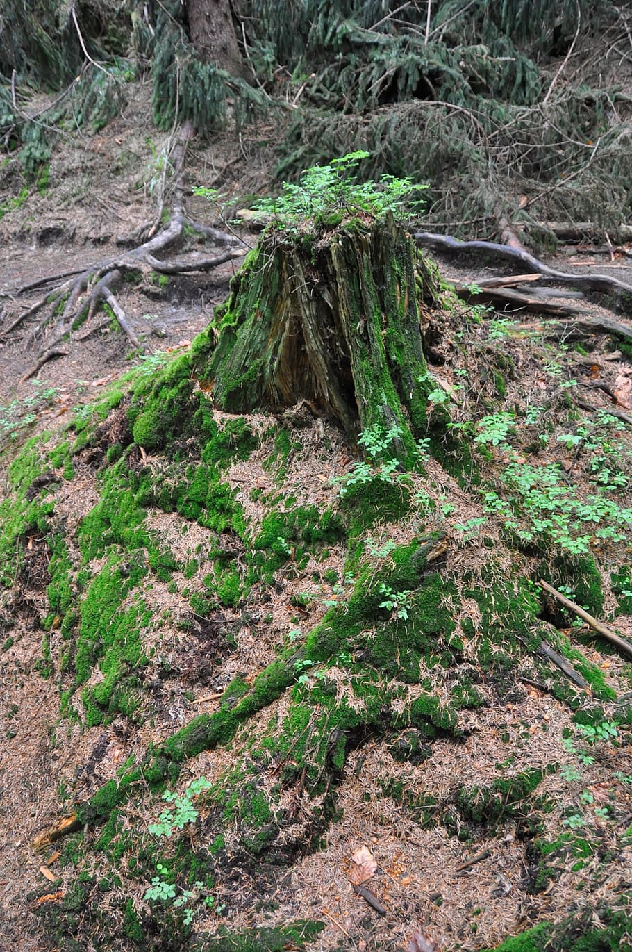 trunk, forest, moss, trees, plants, roots, nature, growth, tranquility HD wallpaper