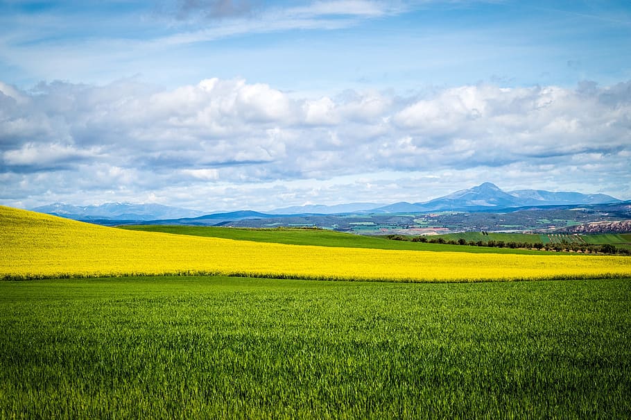 sky, field, blue sky, clouds, landscape, cultivation, agriculture HD wallpaper