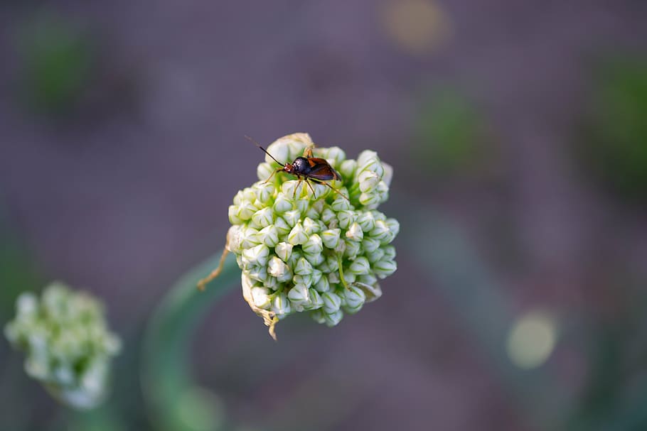 tipster, flower, macro, beetle, insect on a flower, summer HD wallpaper