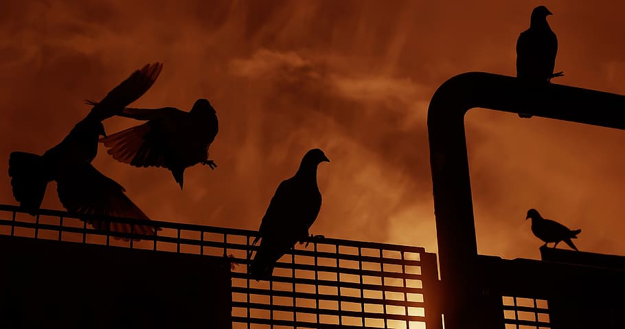 Sunset, Birds, Nature, silhouette, back Lit, crow, animals in the wild HD wallpaper