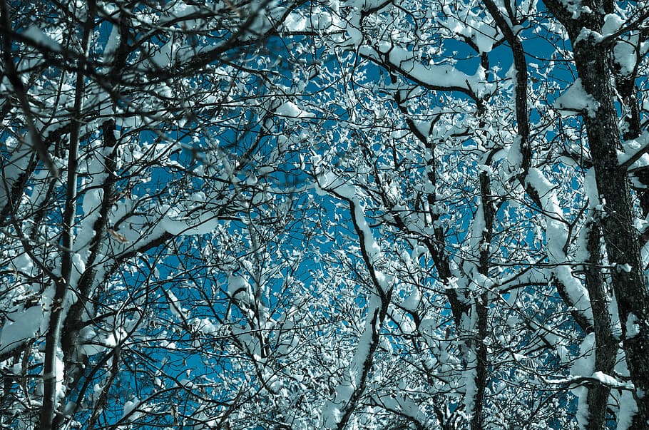 bare trees covered with snows, white snow on trees, winter, branch HD wallpaper