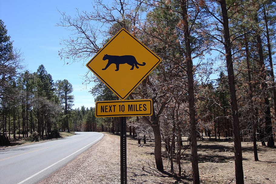 Warning Sign, Traversing Wild, wild animals, board, beasts, usa