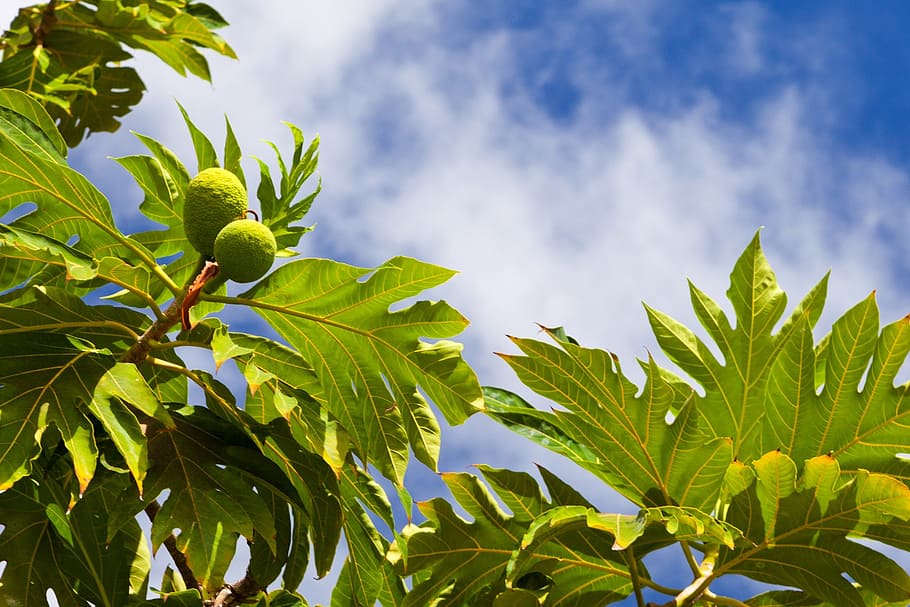 fruit, food, breadfruit, ripe, tasty, green, sweet, tree, tropical HD wallpaper