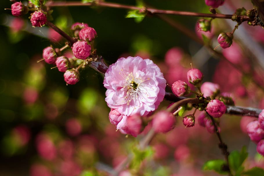 spring, blossom, pink, nature, floral, plant, bloom, garden HD wallpaper