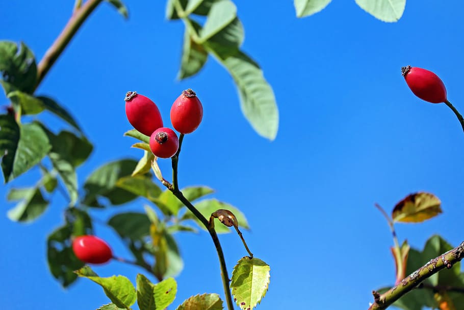 red fruited tree, rose hip, bush, plant, rose greenhouse, sky HD wallpaper