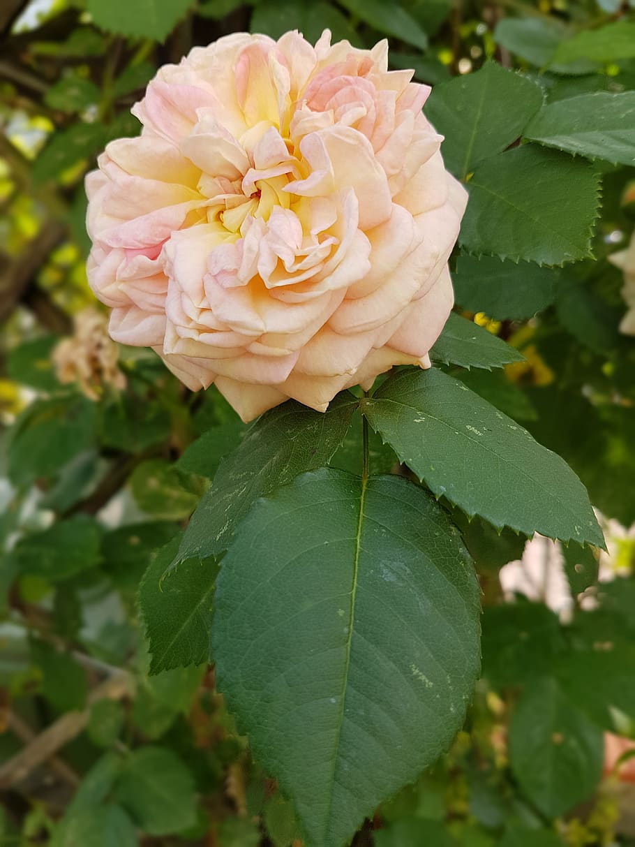 Flowers, Summer, rose, nature, rose - Flower, plant, pink Color HD wallpaper