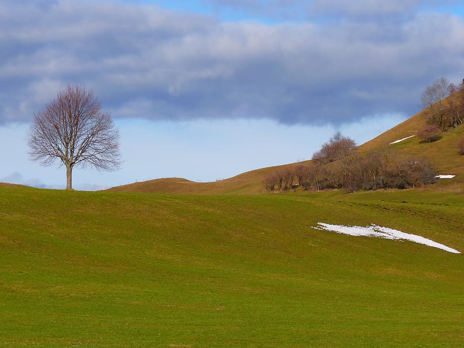 tree, individually, nature, meadow, sky, still life, branch HD wallpaper