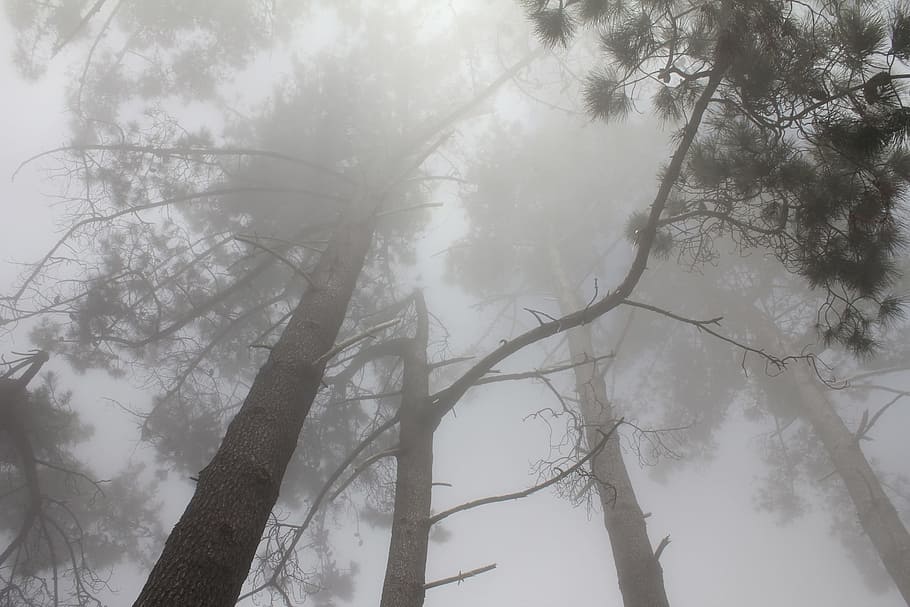 Forest, Trees, Fog, Clouds, Branches, sky, gray, natural, dis HD wallpaper