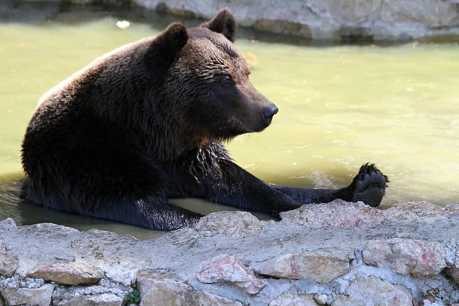 bear, predator, animal, brown bear, mammal, wild animal, creature HD wallpaper