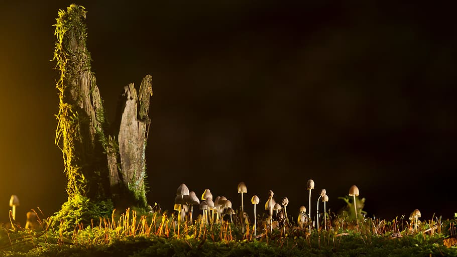 macro photo of brown mushrooms, small mushroom, sponge, nature, HD wallpaper