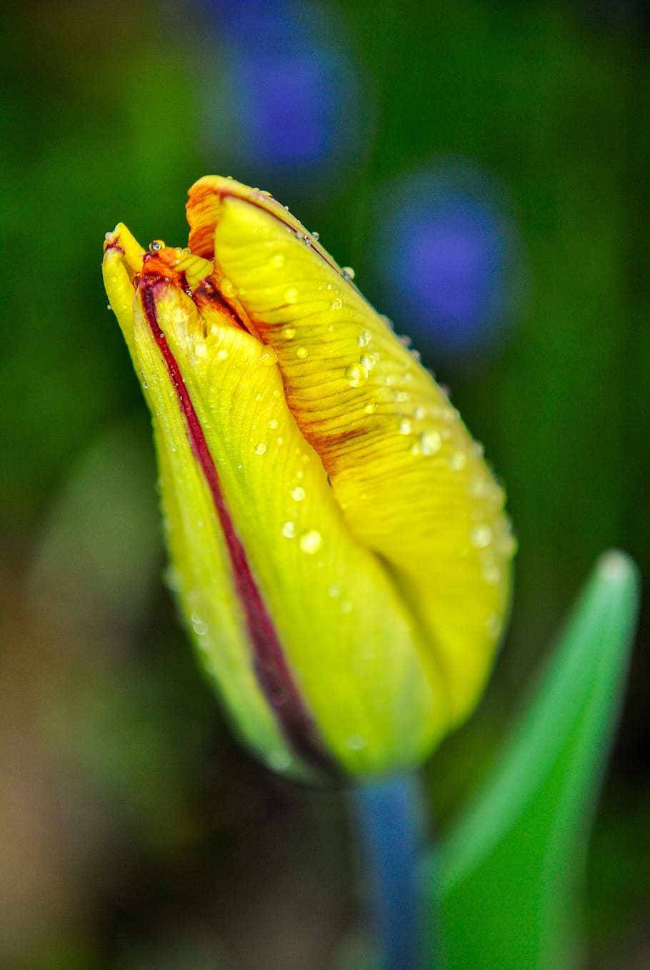 Tulip, Macro, Drops, After The Rain, drop of rain, yellow, red HD wallpaper
