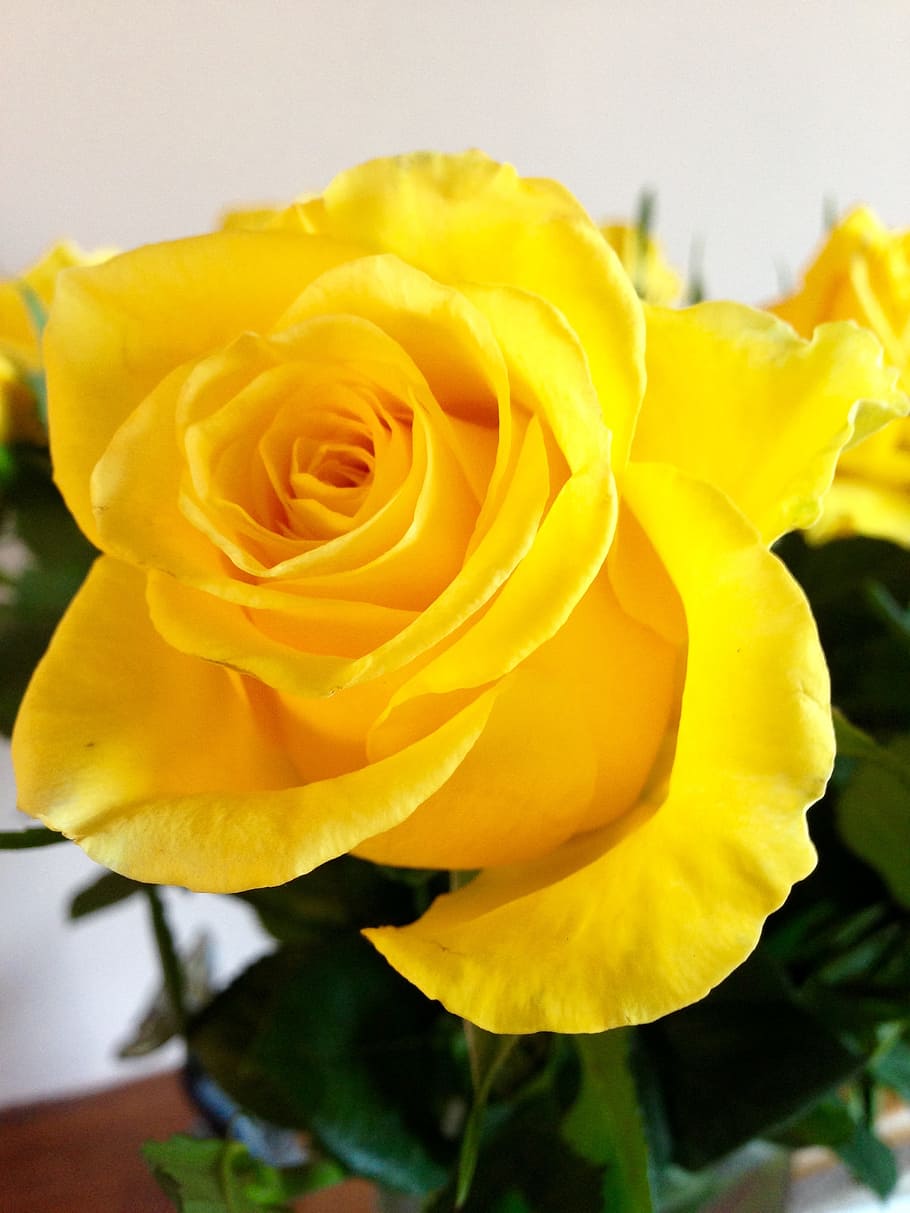 Yellow, Flower, Bloom, Summer, rose, petal, flower head, fragility HD wallpaper