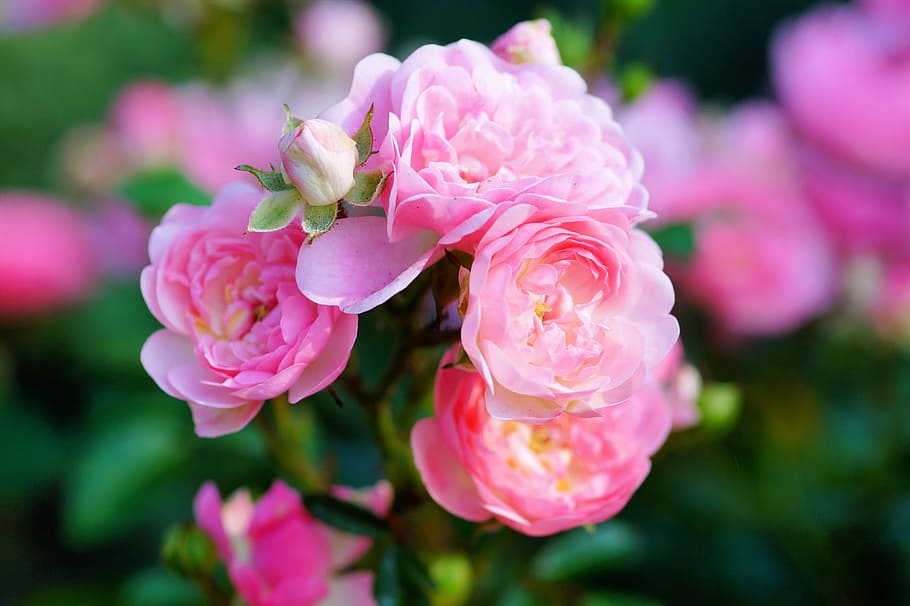 selective focus photography of pink peony flowers, rose, blossom HD wallpaper