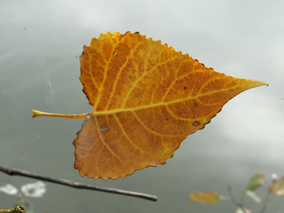 leaf, yellow, structure, fly, float, nature, plant part, autumn HD wallpaper