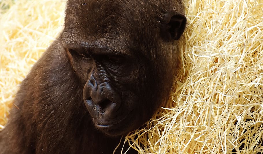 closeup photo of black ape, Gorilla, Monkey, Animal, Zoo, Furry HD wallpaper