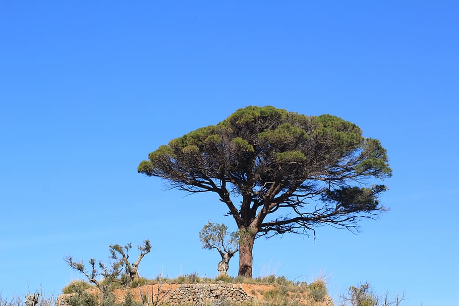 tree, landscape, mallorca, hike, outlook, south, maritime, rest HD wallpaper