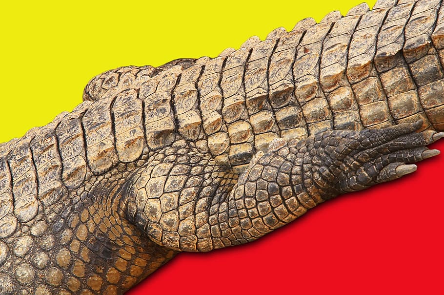 Crocodile, Yellow, Abstract, red, texture, background, reptile, HD wallpaper