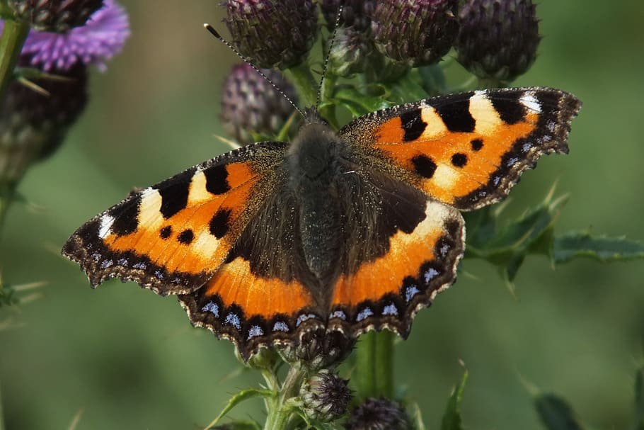 Butterfly, summer, one animal, insect, animal themes, animals in the wild HD wallpaper