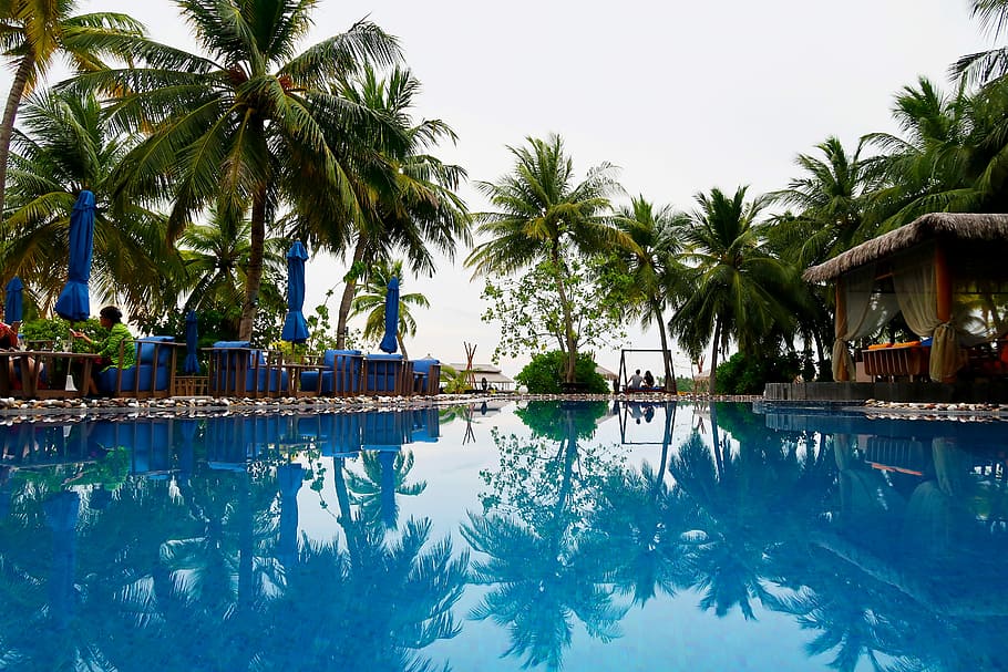 swimming pool, palm, summer, water, resort, holiday, tree, blue HD wallpaper