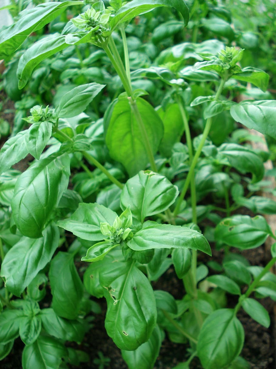 Basil, Herbs, Spices, green basil, green color, vegetable, food and drink HD wallpaper