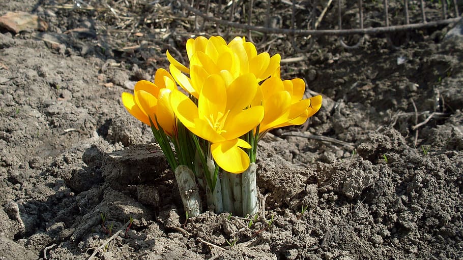 Spring, Crocus, kvity, flower, yellow, fragility, petal, flower head HD wallpaper