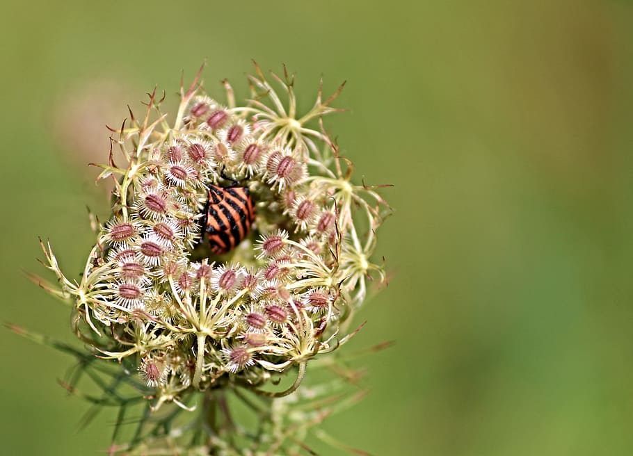 bug, strip bug, graphosoma lineatum, striped, red black, insect HD wallpaper