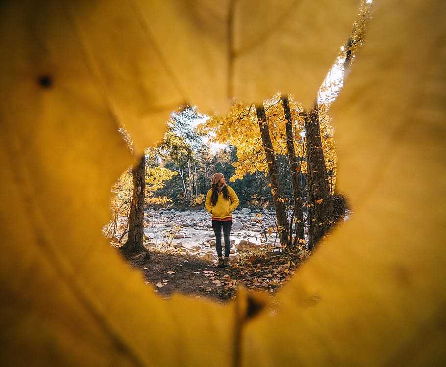 trees, plant, forest, nature, autumn, fall, people, alone, woman HD wallpaper