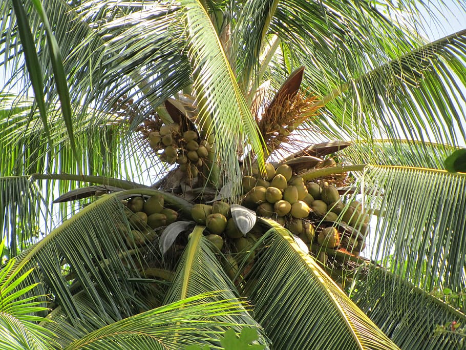 palm, coconut tree, palm tree, tropical climate, plant, growth HD wallpaper