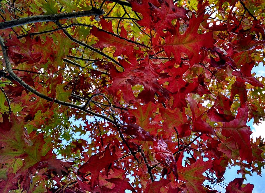 fall, read, leaves, autumn, foliage, outdoors, nature, tree HD wallpaper